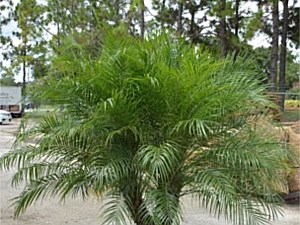 Palm 'Roebelenii' Triple (25G)